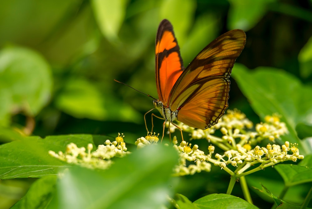 Butterfly in Suriname