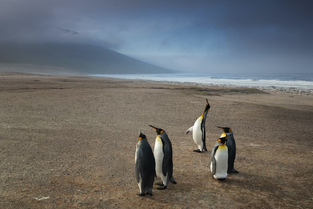 The most iconic animals found on the Falklands 