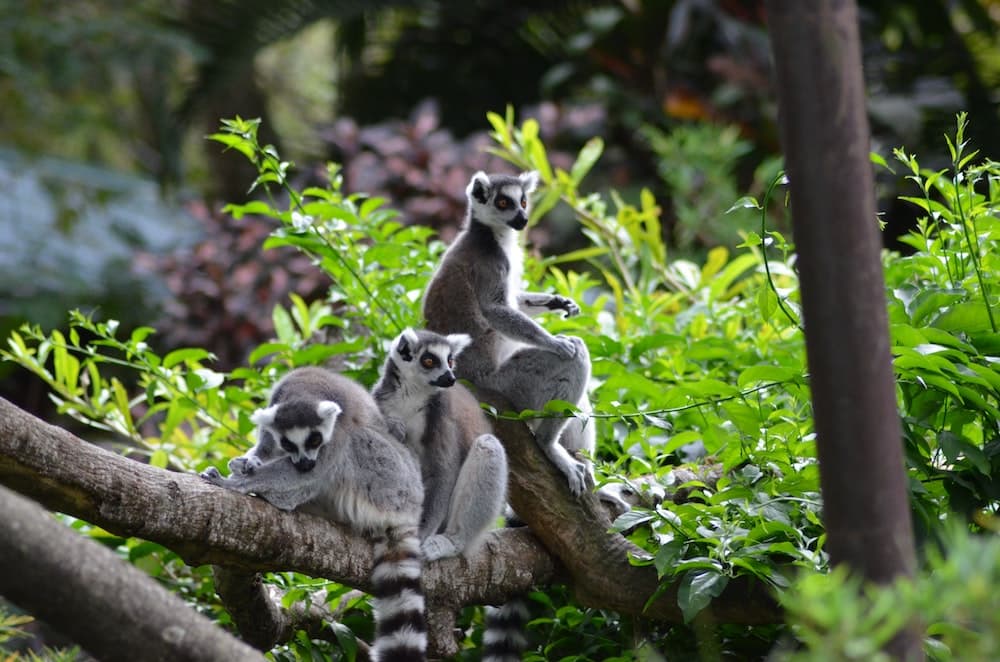 3 lemurs on a branch