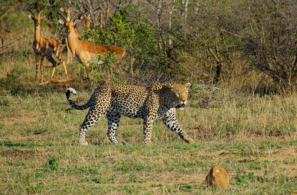 Leopard in Kruger Park