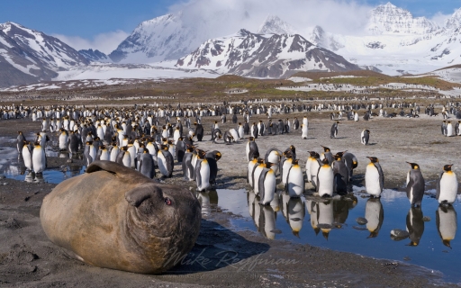 Visit South Georgia Island 