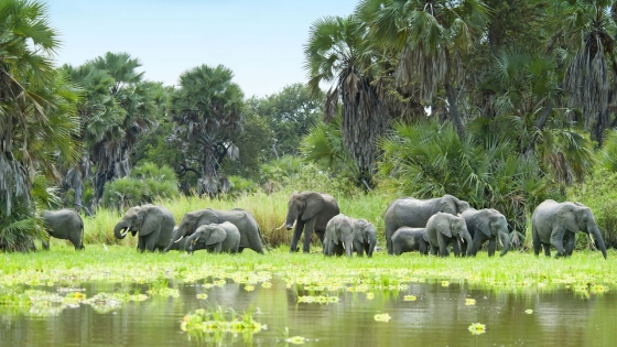 Walk Safari In the Selous Game Reserve
