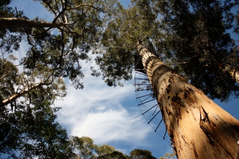 Tree climb in Pemberton