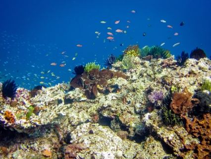 Go diving in East Timor