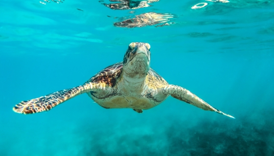 Spot turtles in Oman