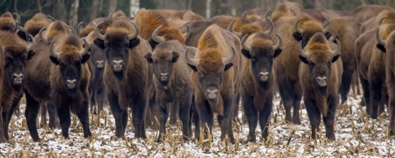 Bialowieza, the Last Primeval Forest
