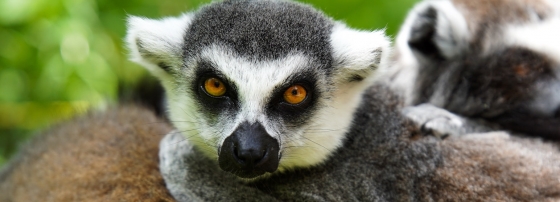 Go Lemur spotting at Analamazaotra Nature Reserve
