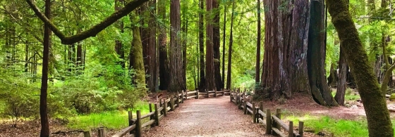 Resilience of Nature: The Rebirth of Big Basin Redwoods State Park